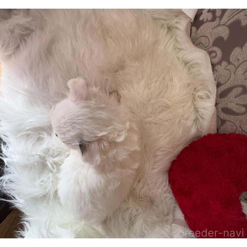 販売中の兵庫県のチワワ(ロングコート)-438500の2枚目