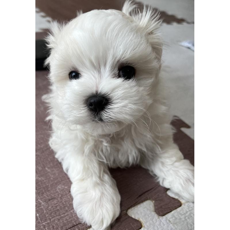 販売中の滋賀県のマルチーズ-430675の26枚目