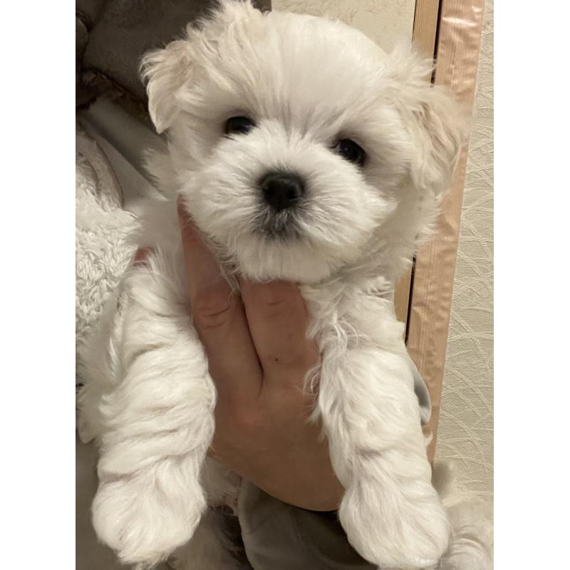 商談中の滋賀県のマルチーズ-430679の21枚目