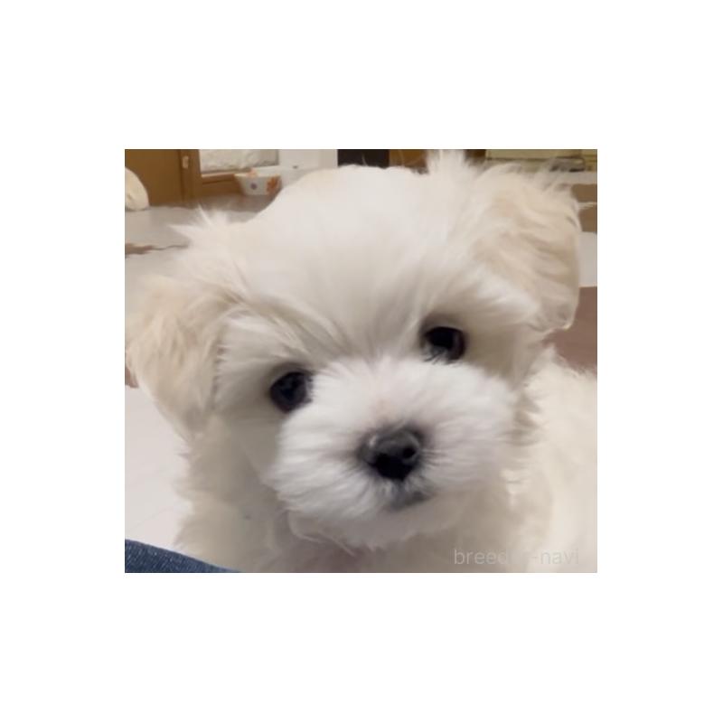 商談中の滋賀県のマルチーズ-430679の20枚目