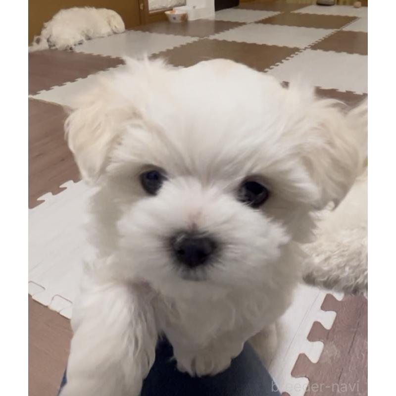 商談中の滋賀県のマルチーズ-430679の19枚目