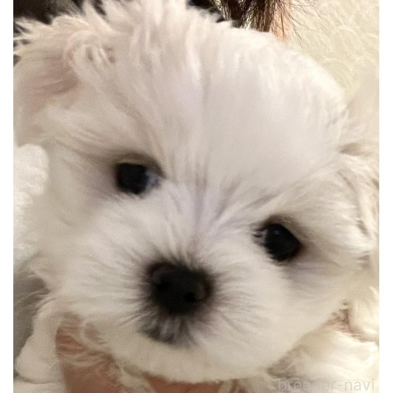 商談中の滋賀県のマルチーズ-430679の18枚目