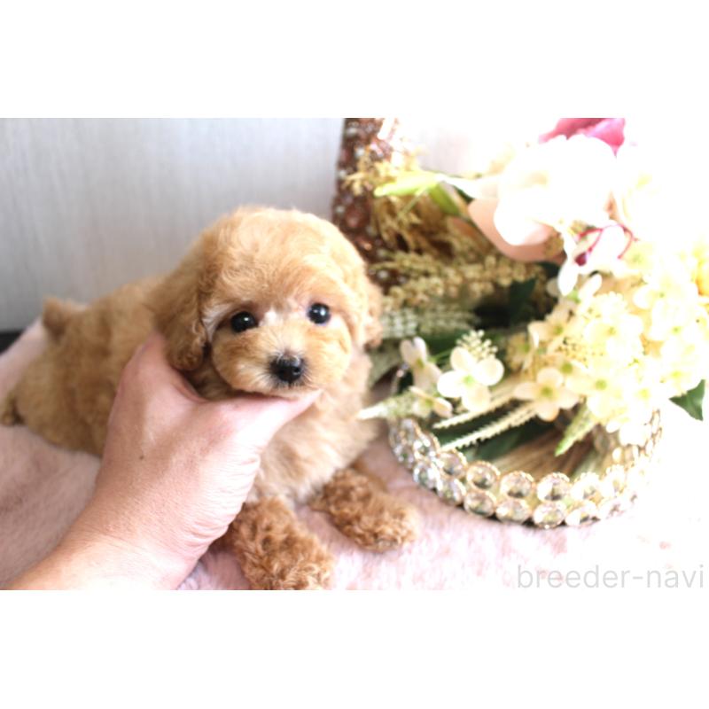 販売中の茨城県のタイニープードル-438504の6枚目