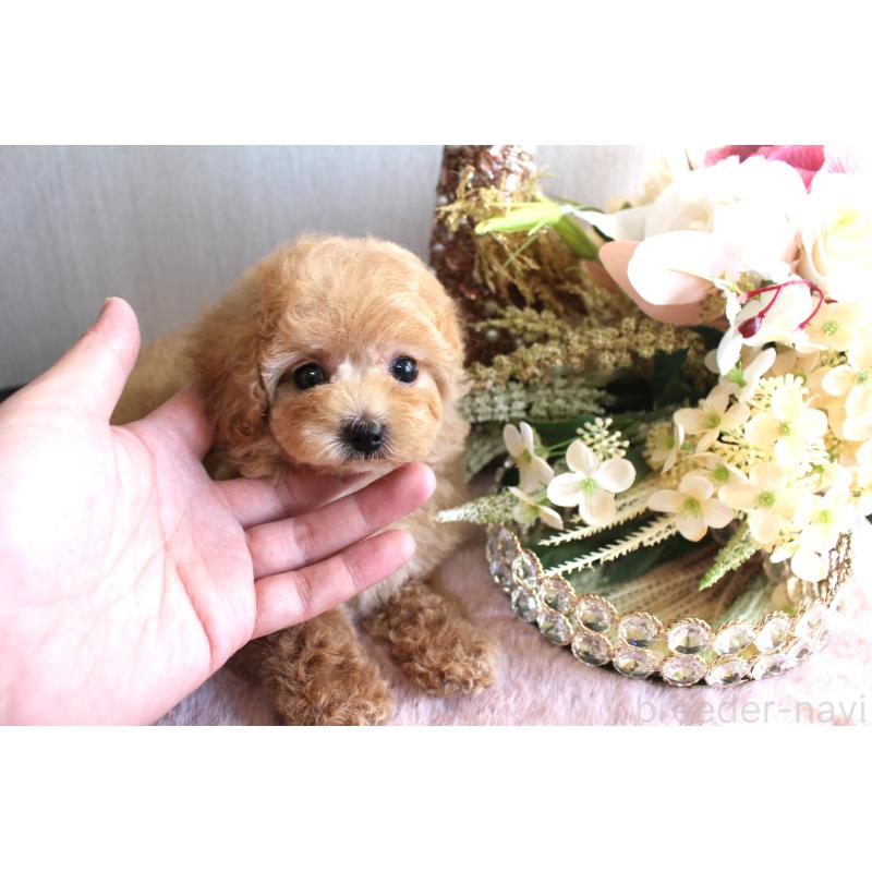 販売中の茨城県のタイニープードル-438504の5枚目
