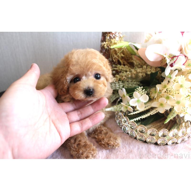 販売中の茨城県のタイニープードル-438504の2枚目