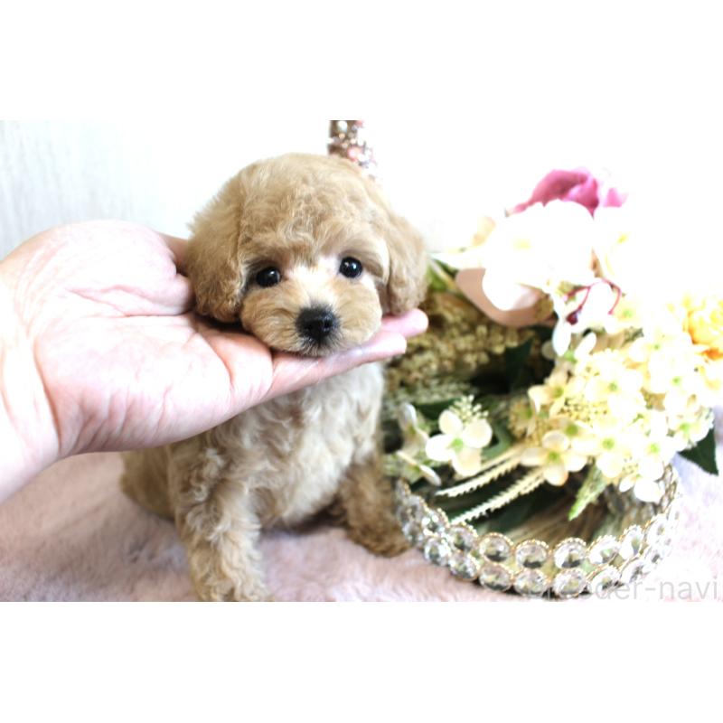 販売中の茨城県のタイニープードル-438505の5枚目