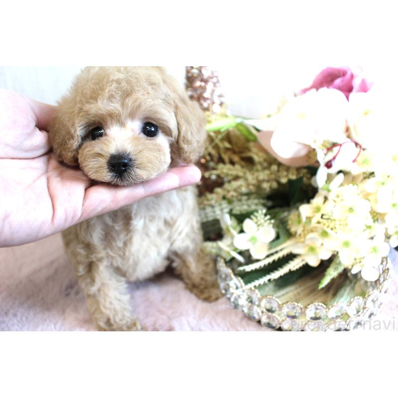 販売中の茨城県のタイニープードル-438505の4枚目