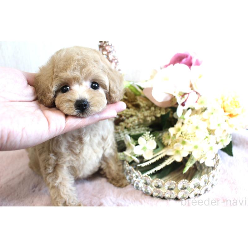 販売中の茨城県のタイニープードル-438505の3枚目