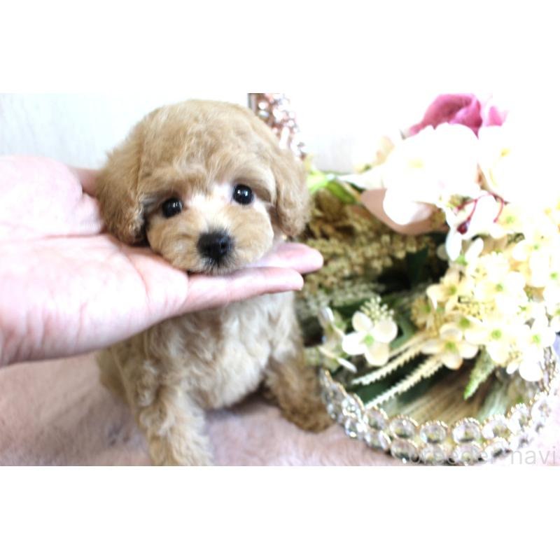 販売中の茨城県のタイニープードル-438505の2枚目