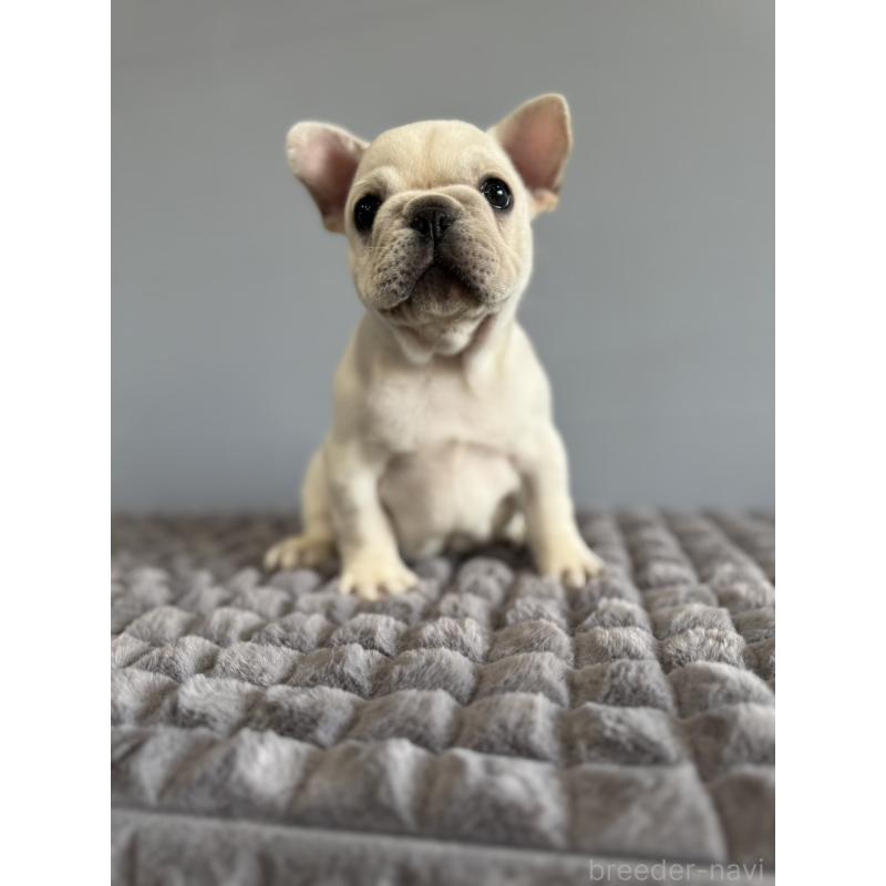 販売中の徳島県のフレンチブルドッグ-438506の21枚目