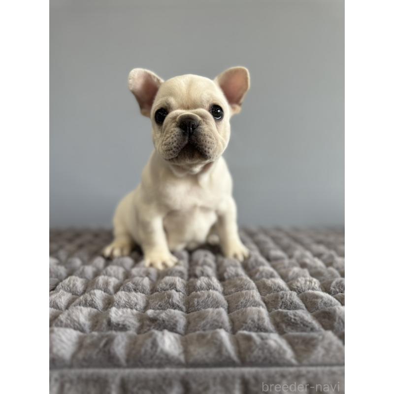 販売中の徳島県のフレンチブルドッグ-438506の19枚目