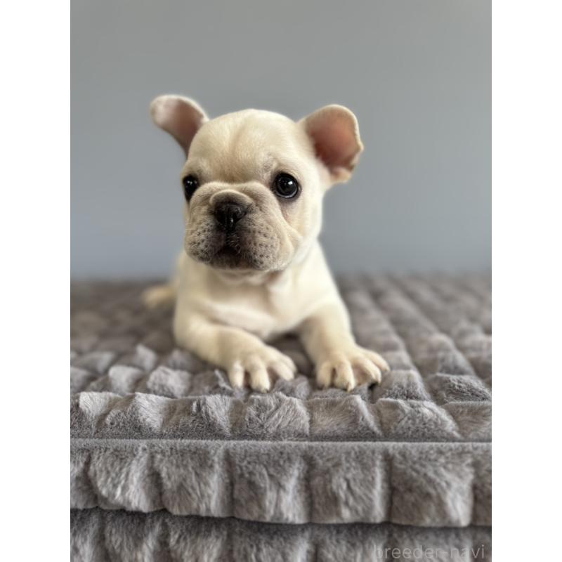 販売中の徳島県のフレンチブルドッグ-438506の18枚目
