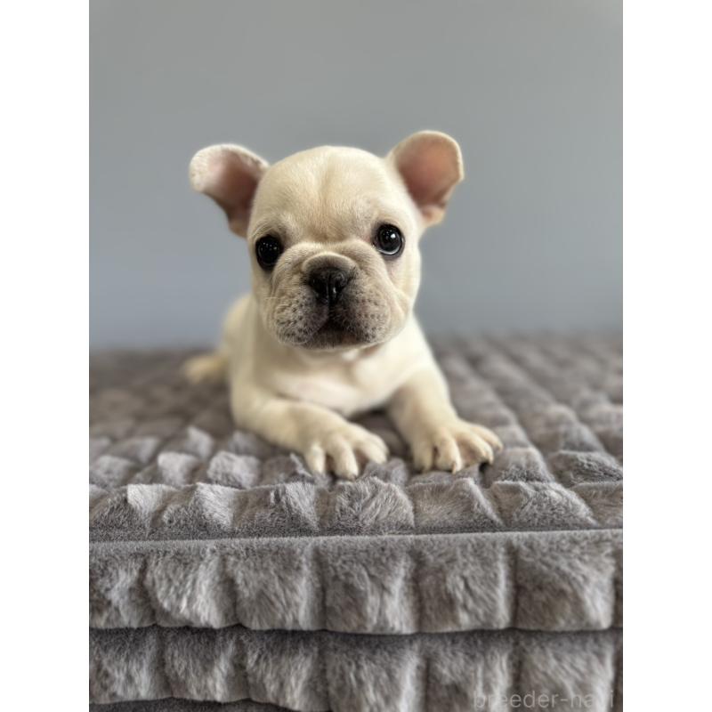 販売中の徳島県のフレンチブルドッグ-438506の17枚目