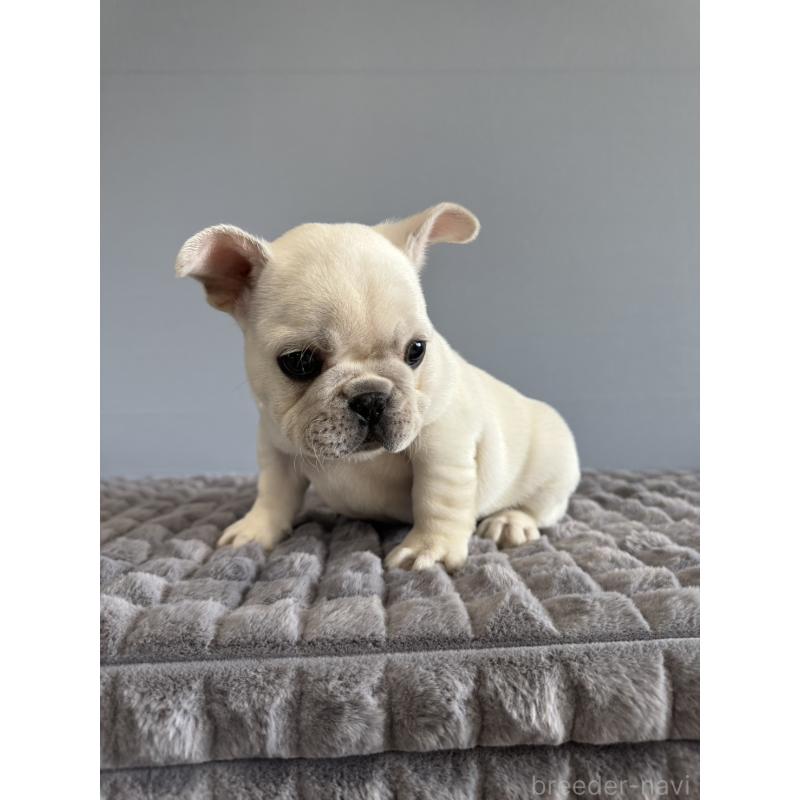 販売中の徳島県のフレンチブルドッグ-438506の16枚目