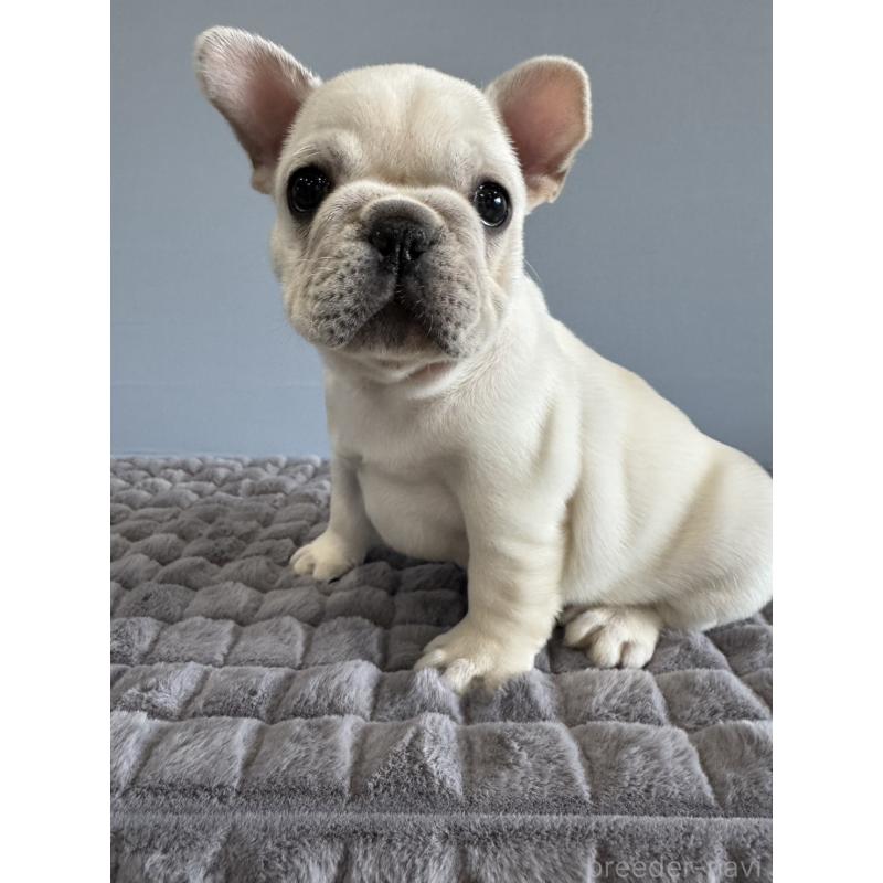 販売中の徳島県のフレンチブルドッグ-438506の15枚目