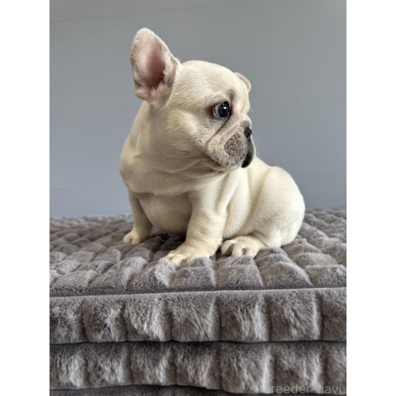 販売中の徳島県のフレンチブルドッグ-438506の14枚目