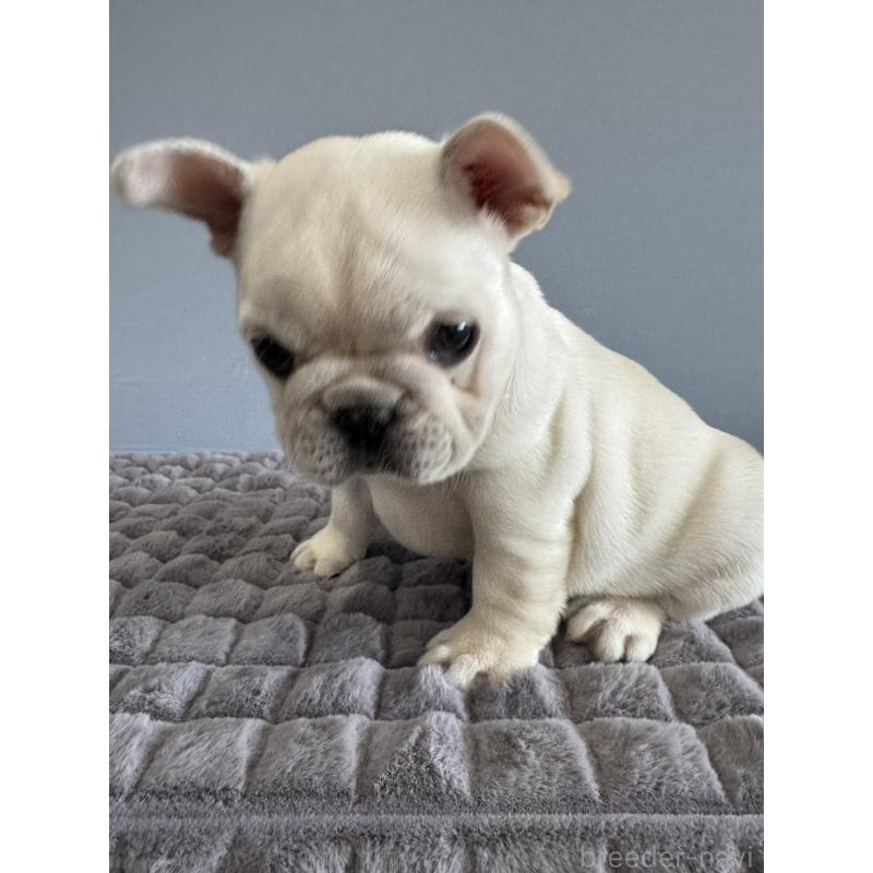 販売中の徳島県のフレンチブルドッグ-438506の12枚目