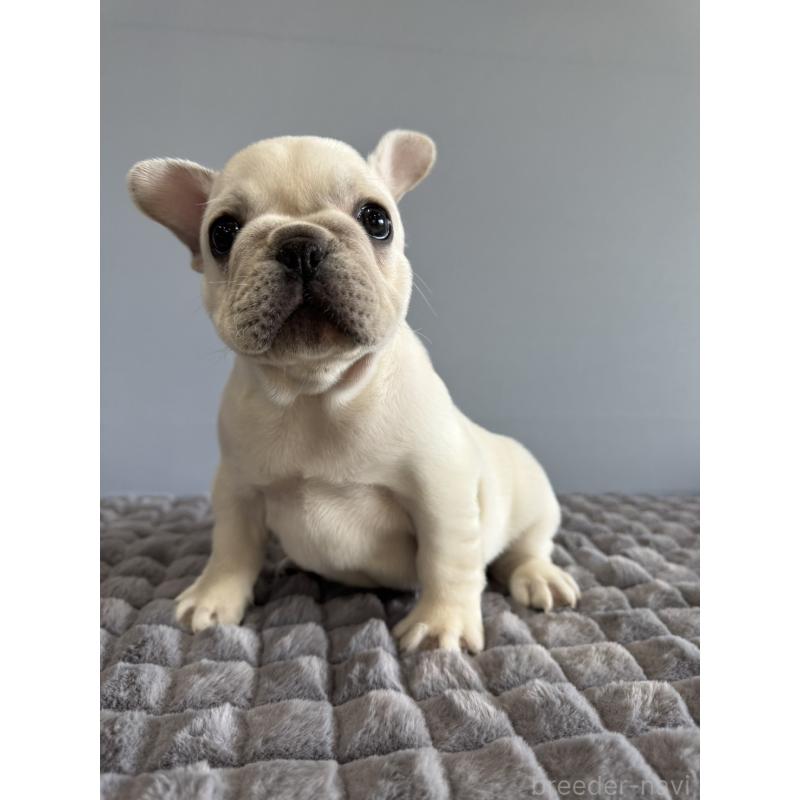 販売中の徳島県のフレンチブルドッグ-438506の11枚目
