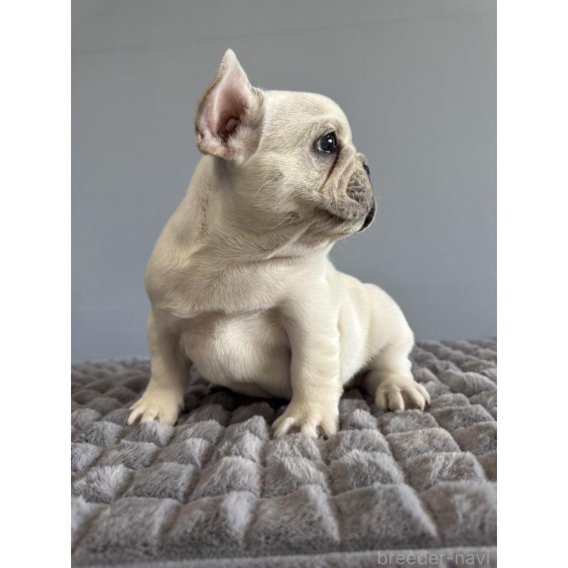 販売中の徳島県のフレンチブルドッグ-438506の10枚目
