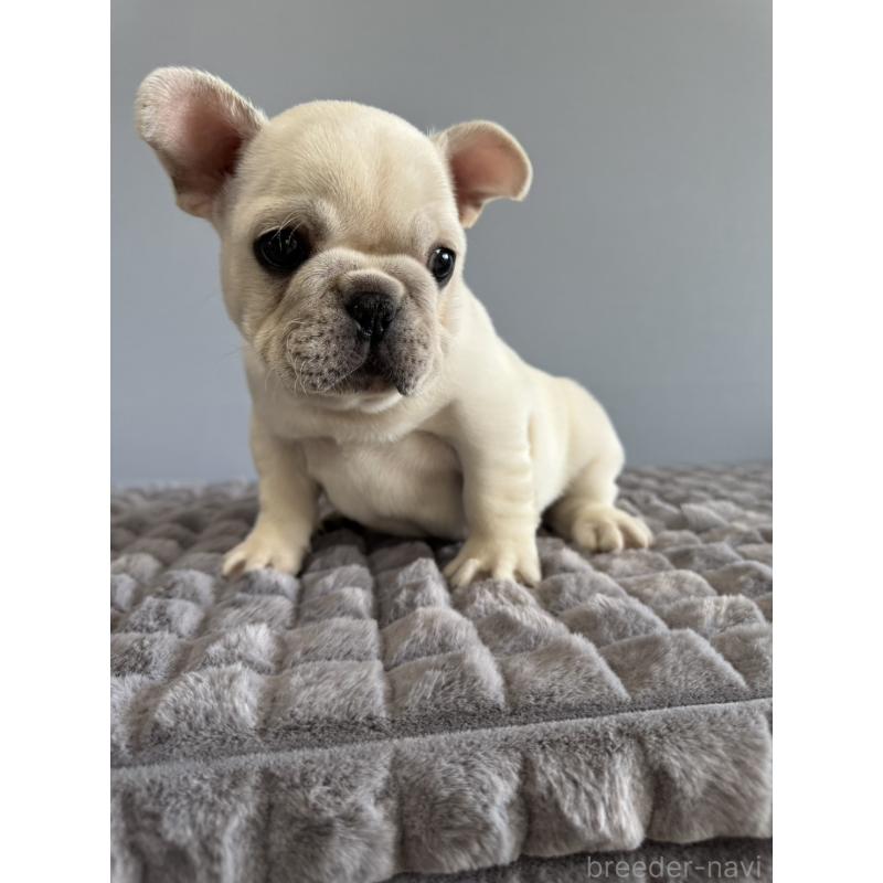 販売中の徳島県のフレンチブルドッグ-438506の9枚目