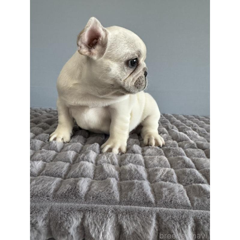 販売中の徳島県のフレンチブルドッグ-438506の8枚目