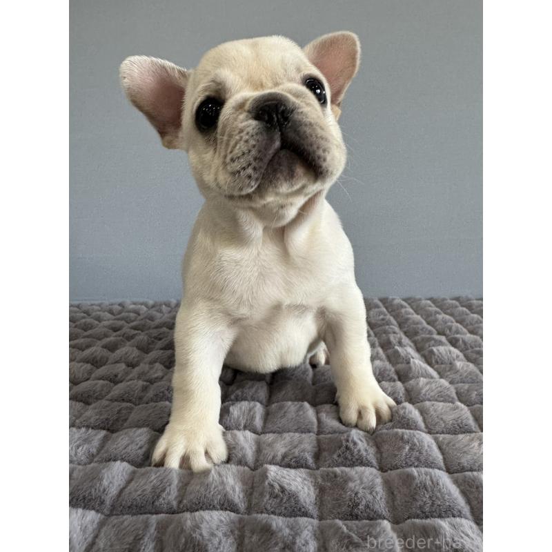 販売中の徳島県のフレンチブルドッグ-438506の6枚目