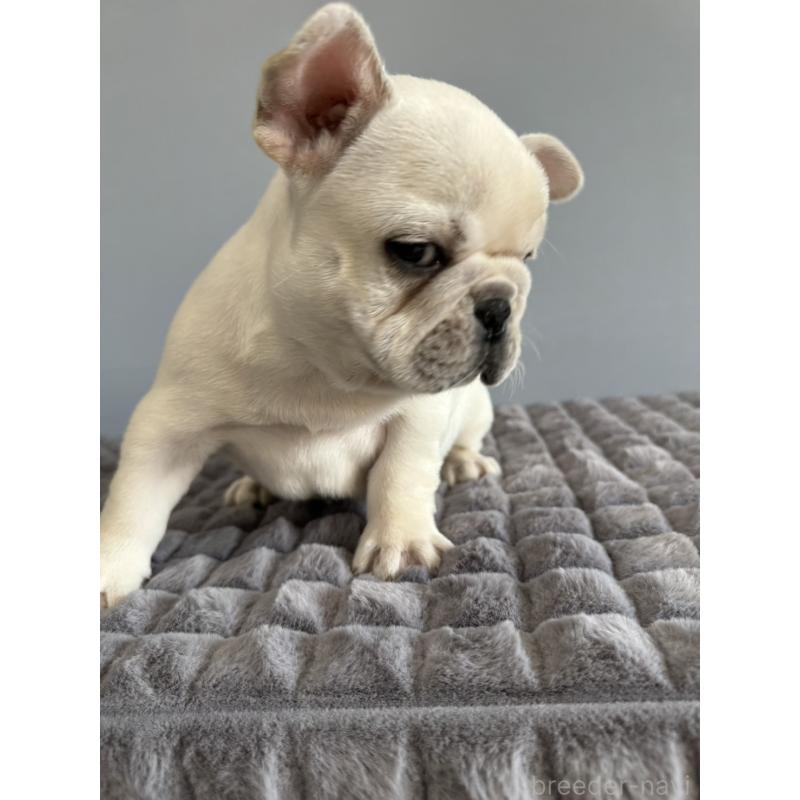 販売中の徳島県のフレンチブルドッグ-438506の4枚目