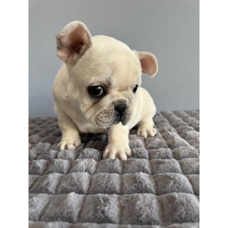 販売中の徳島県のフレンチブルドッグ-438506の3枚目