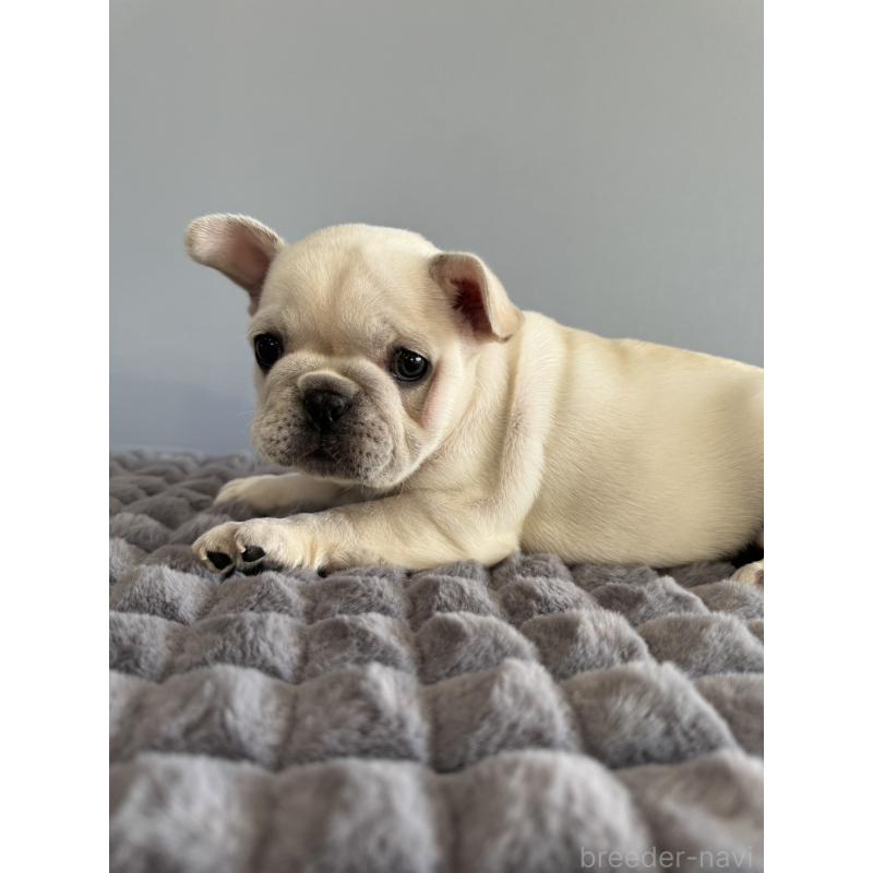 販売中の徳島県のフレンチブルドッグ-438506の2枚目