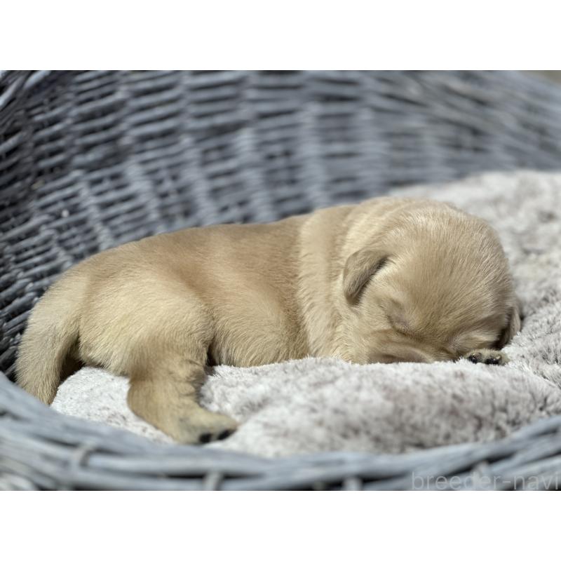 販売中の埼玉県のゴールデンレトリーバー-438507の2枚目