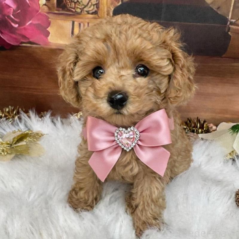 成約済の広島県のタイニープードル-433184の10枚目