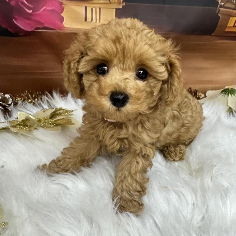 成約済の広島県のタイニープードル-433184の9枚目