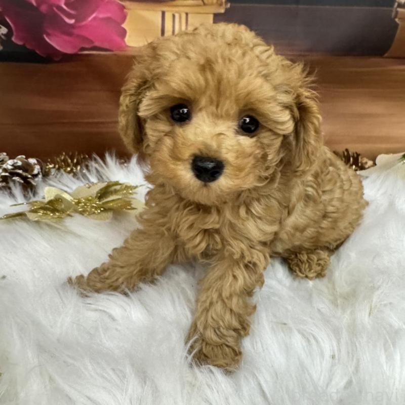 成約済の広島県のタイニープードル-433184の8枚目