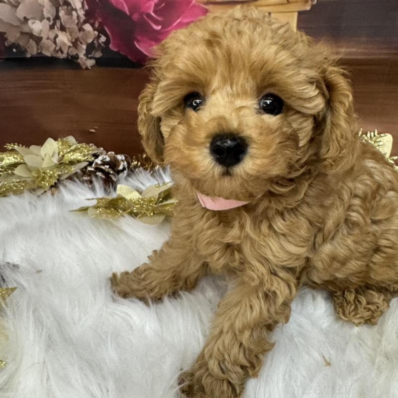 成約済の広島県のタイニープードル-433184の7枚目