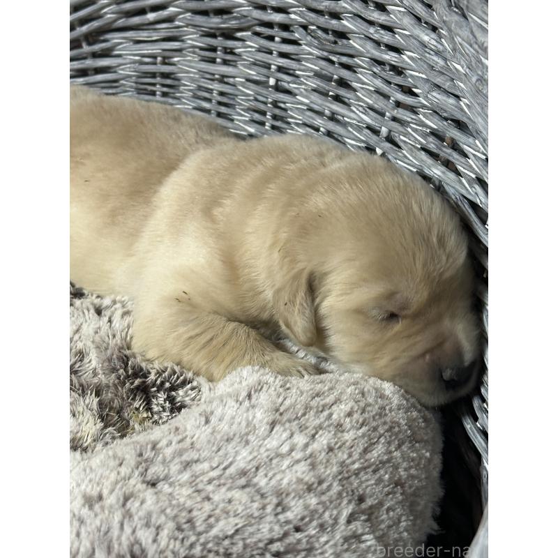 販売中の埼玉県のゴールデンレトリーバー-438508の3枚目