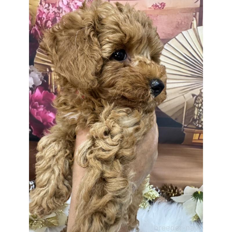 成約済の広島県のトイプードル-433186の5枚目