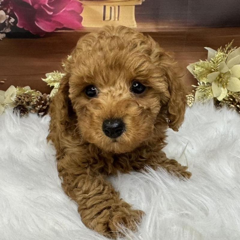 成約済の広島県のトイプードル-433186の1枚目