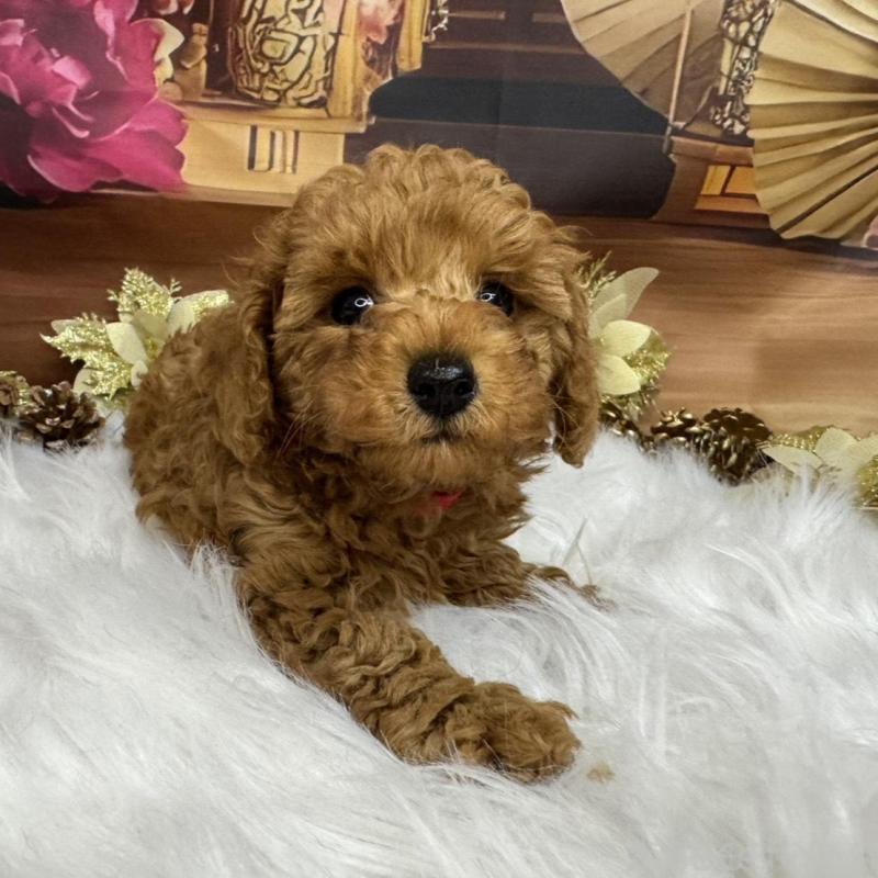 成約済の広島県のトイプードル-433186の4枚目