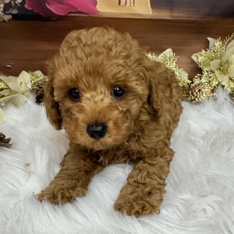 成約済の広島県のトイプードル-433186の2枚目