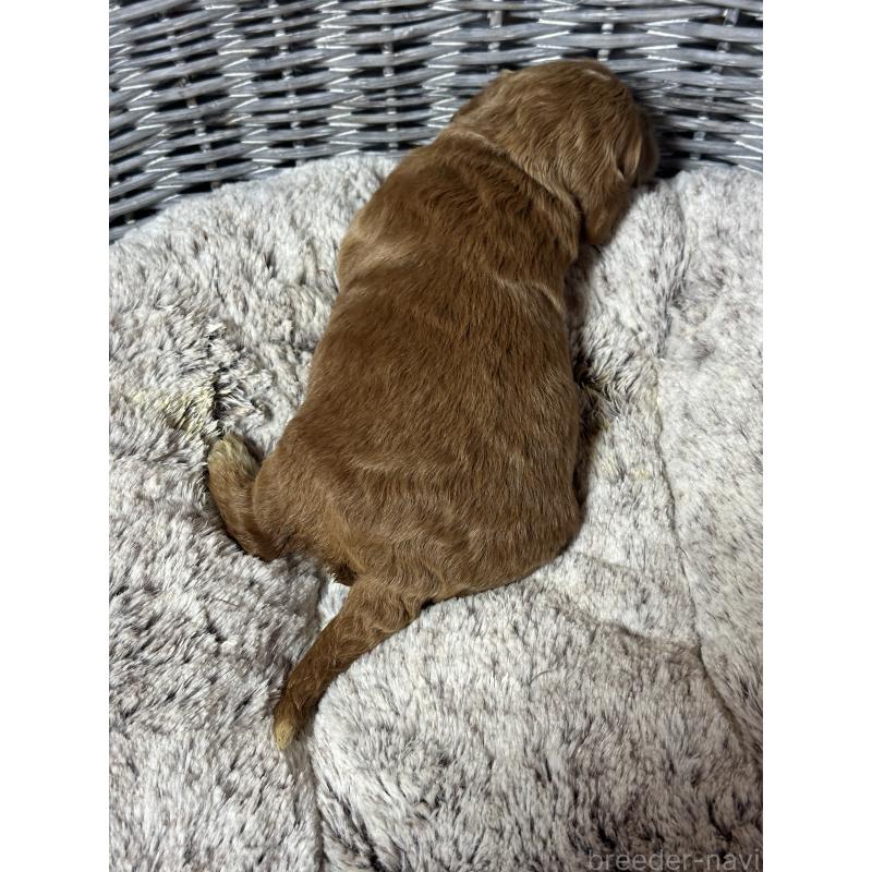 販売中の埼玉県のミックス犬-438509の2枚目