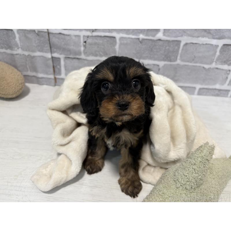 成約済の東京都のキャバプー:キャバリア×トイプードル-434092の2枚目