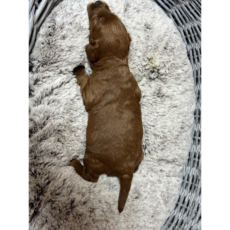 販売中の埼玉県のミックス犬-438510の2枚目