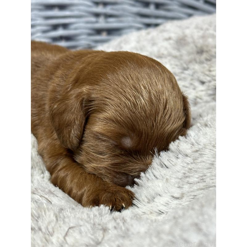 販売中の埼玉県のミックス犬-438511の4枚目