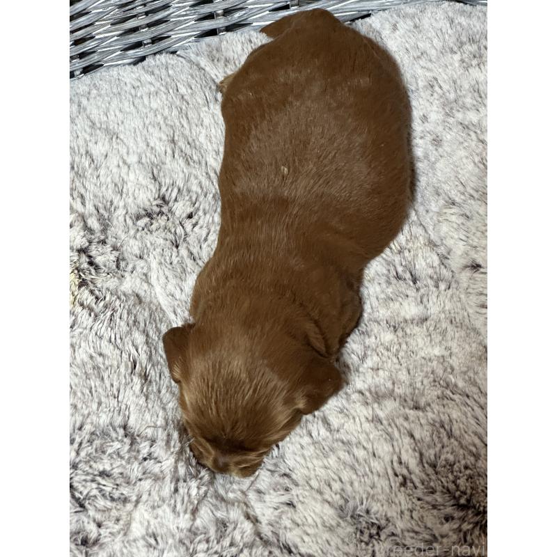 販売中の埼玉県のミックス犬-438511の3枚目