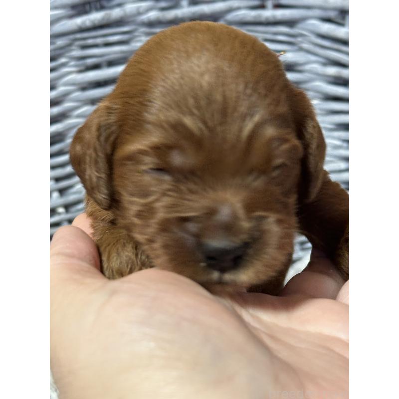 販売中の埼玉県のミックス犬-438511の2枚目