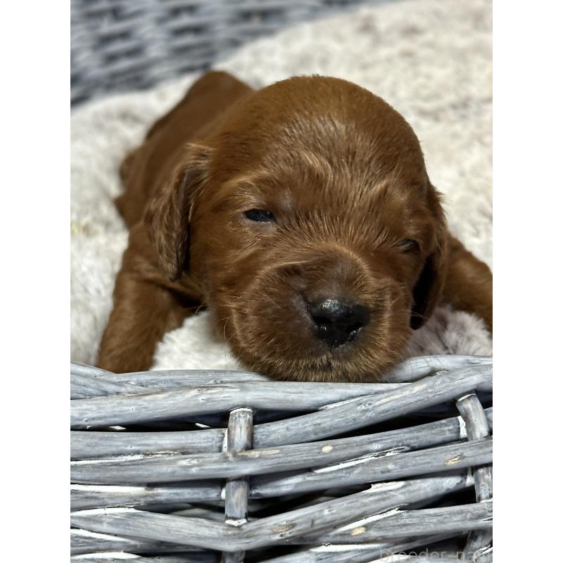 販売中の埼玉県のミックス犬-438512の3枚目