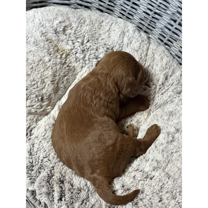 販売中の埼玉県のミックス犬-438512の2枚目