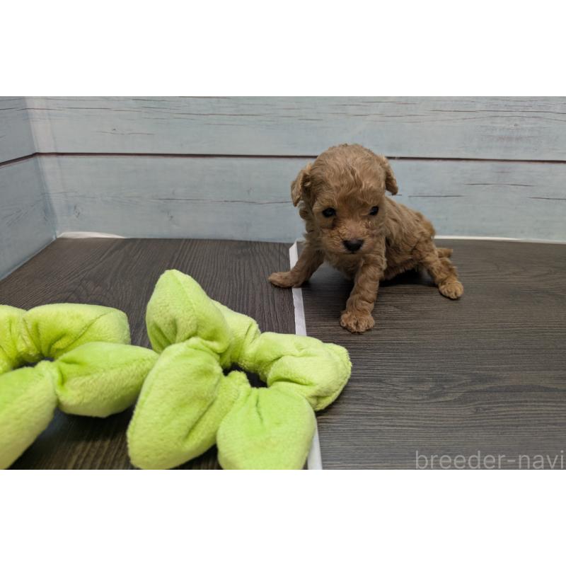 販売中の茨城県のティーカッププードル-438534の5枚目