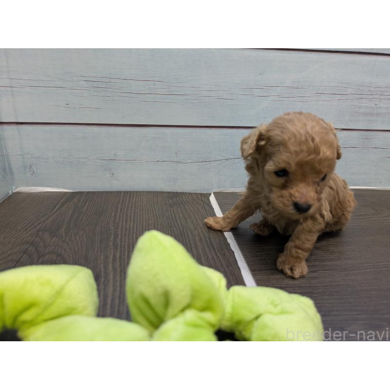 販売中の茨城県のティーカッププードル-438534の4枚目