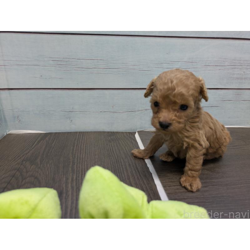 販売中の茨城県のティーカッププードル-438534の3枚目